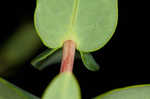 Myrtleleaf St. Johnswort